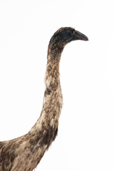 Dinornithiformes