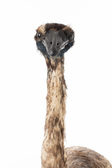 Dinornithiformes