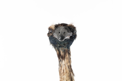 Dinornithiformes