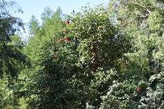 Erythrina crista-galli