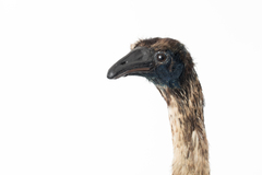Dinornithiformes
