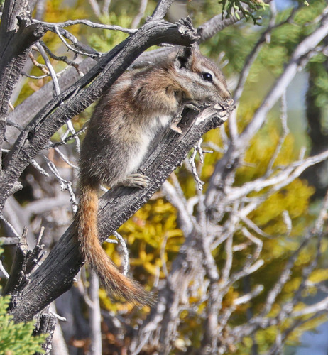 Panamint Chipmunk observed by detchison