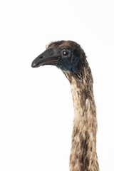Dinornithiformes