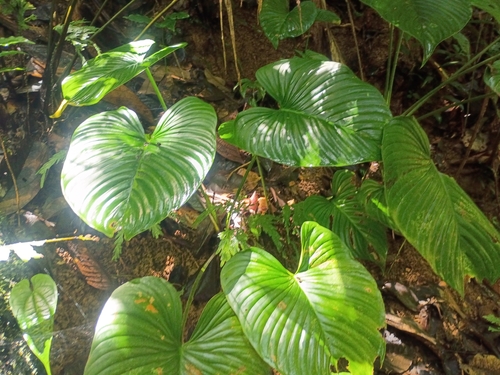 Philodendron grandipes observed 2026-06-26