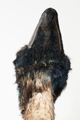 Dinornithiformes