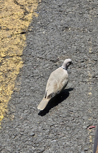 Eurasian Collared-Dove