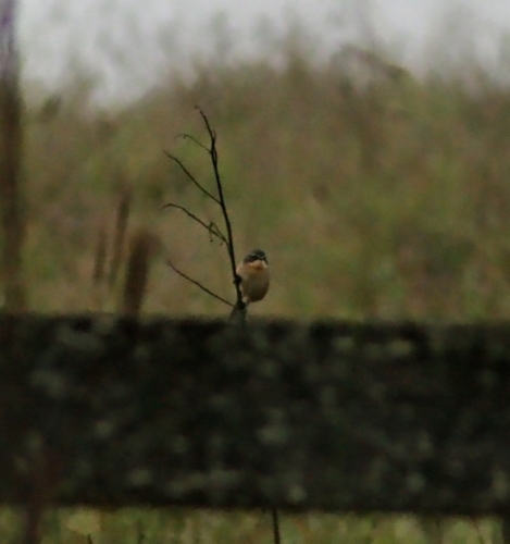 Long-tailed Reed Finch