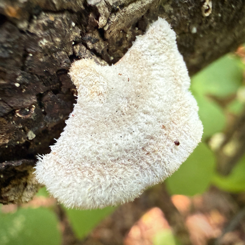 splitgill mushroom · June 2026 · photo: Photo: (c) Caroline Kane, some rights reserved (CC BY) · iNaturalist