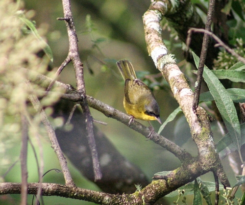 Southern Yellowthroat