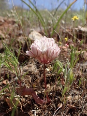 Allium cratericola