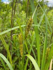 Carex lacustris, photograph (c) Quinten Wiegersma, some rights reserved (CC BY)