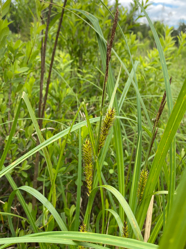 Carex lacustris, photograph 4
