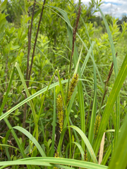 Carex lacustris, photograph (c) Quinten Wiegersma, some rights reserved (CC BY)
