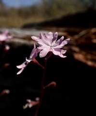 Lithophragma parviflorum parviflorum
