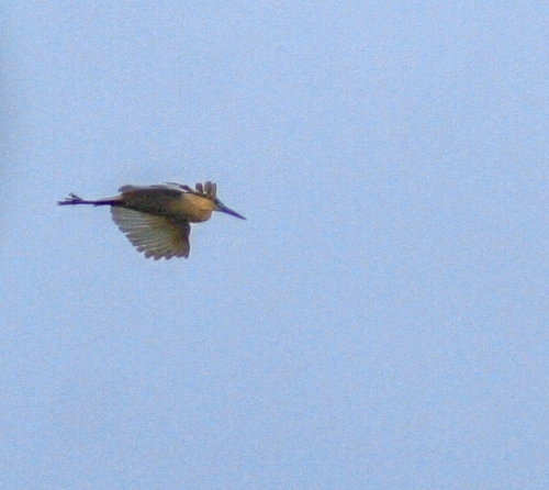 Capped Heron