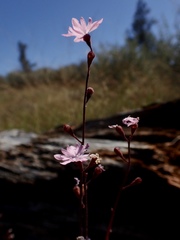Lithophragma parviflorum parviflorum