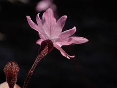 Lithophragma parviflorum parviflorum