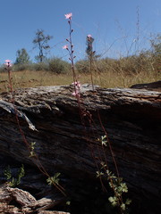 Lithophragma parviflorum parviflorum