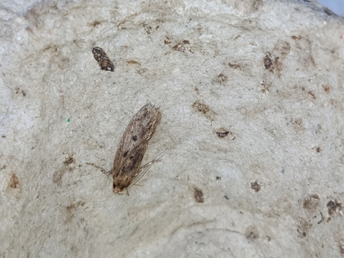 Brown House Moth