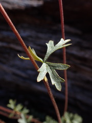 Lithophragma parviflorum parviflorum