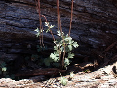 Lithophragma parviflorum parviflorum