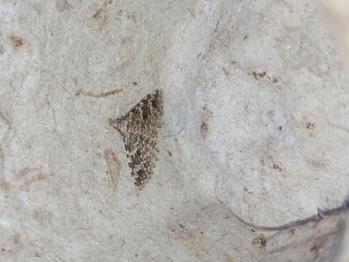 Twenty-plume Moth
