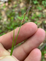 Carex lucorum