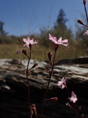 Lithophragma parviflorum parviflorum