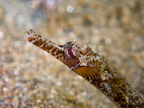 Girdled pipefish (Festucalex cinctus) — Syngnathidae — 2