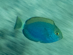 Acanthurus mata