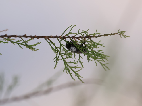 Flat-headed Root-borer