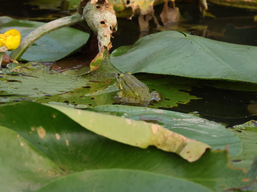 Marsh Frog