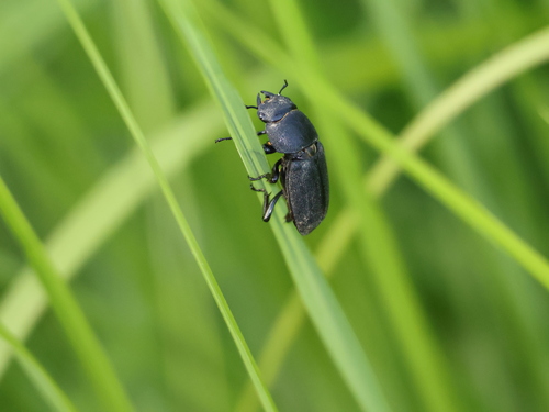 Lesser Stag Beetle