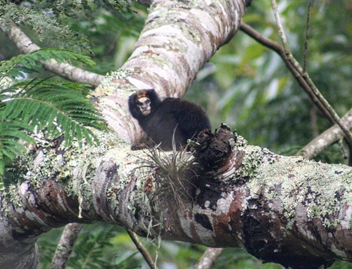 Buffy-tufted-ear Marmoset
