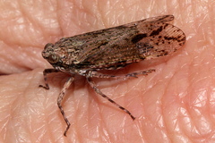 Erilla turneri