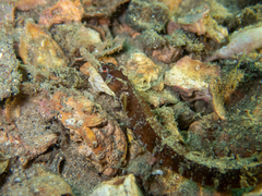 Festucalex cinctus
