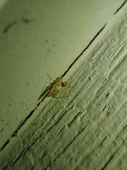 Araneae