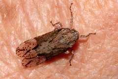 Erilla turneri