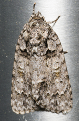 Acronicta ovata