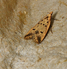 Atheropla decaspila
