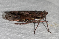 Erilla turneri