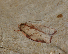 Euchaetis inceptella