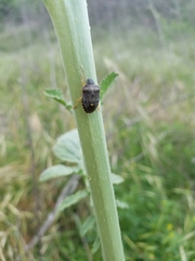 Holcostethus abbreviatus