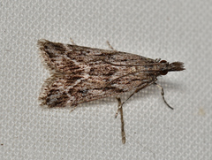 Scoparia plagiotis