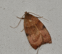 Tortricopsis euryphanella