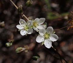 Sabulina californica