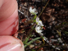 Sabulina californica