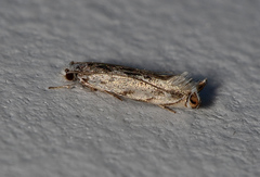 Erechthias mystacinella