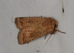 Proteuxoa porphyrescens