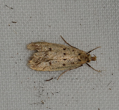 Atheropla decaspila